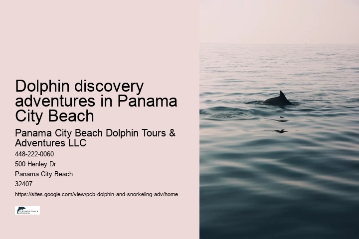 Dolphin discovery adventures in Panama City Beach