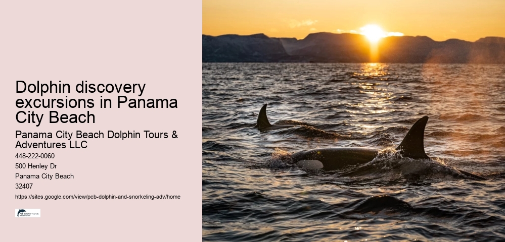 Dolphin discovery excursions in Panama City Beach