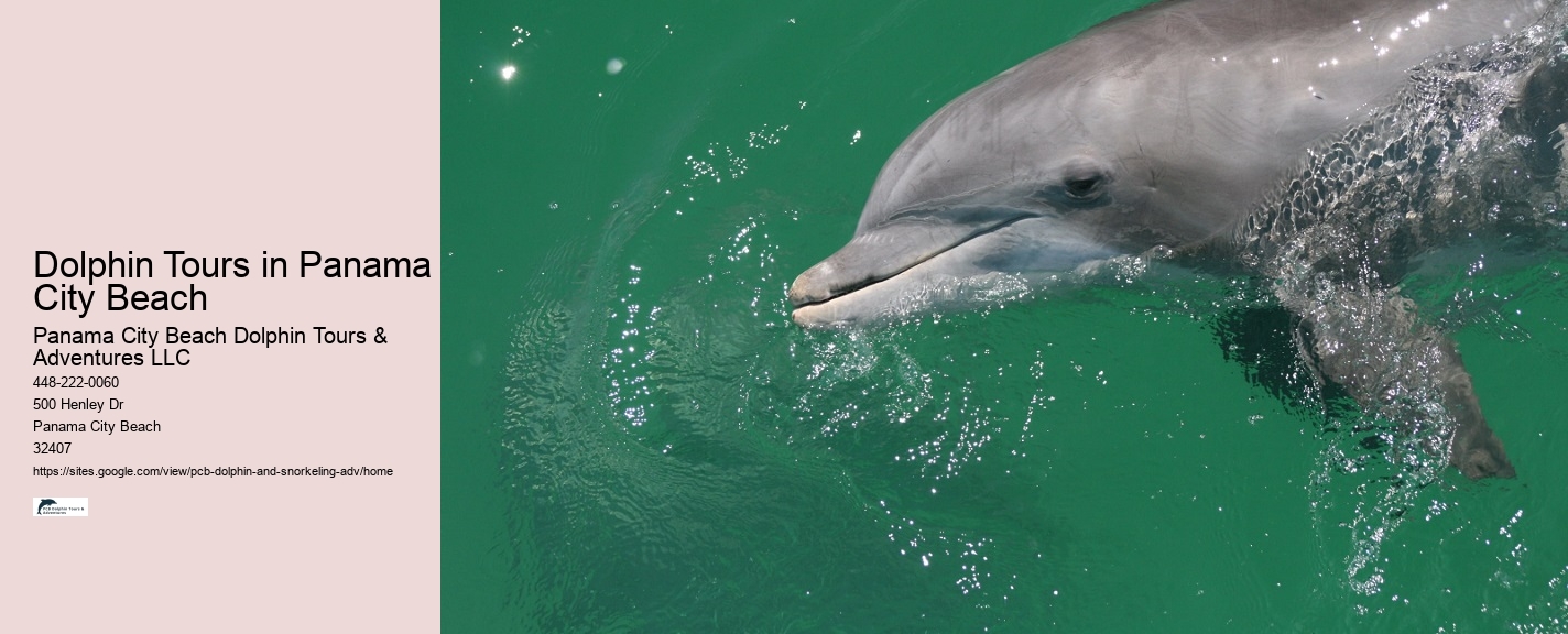 Panama City Beach Dolphin Tours & Adventures Waterloo Ne