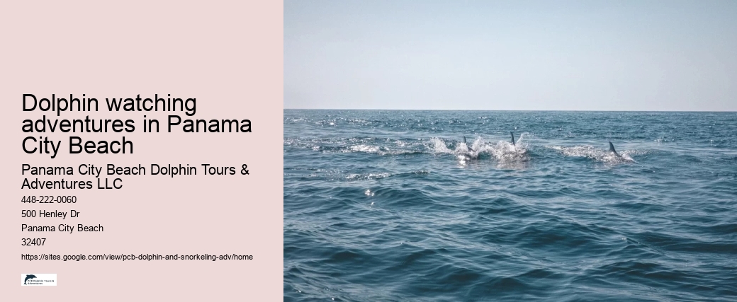 Dolphin watching adventures in Panama City Beach