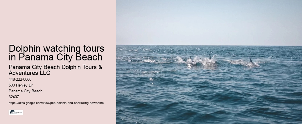 Dolphin watching tours in Panama City Beach